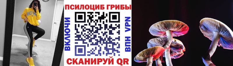 наркота  Ахтубинск  Псилоцибиновые грибы мицелий 