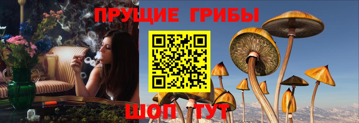 Галлюциногенные грибы Psilocybe  Ахтубинск 